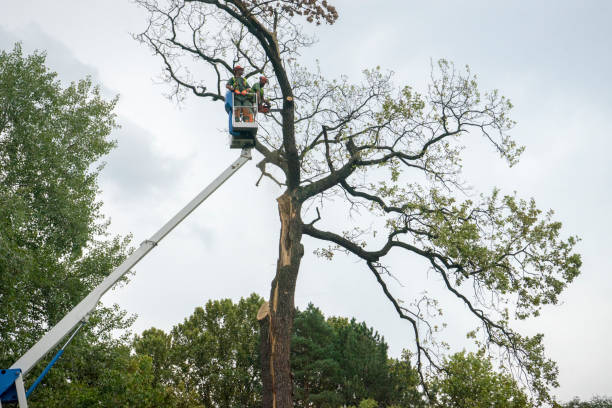 Professional  Tree Services in Splendora, TX